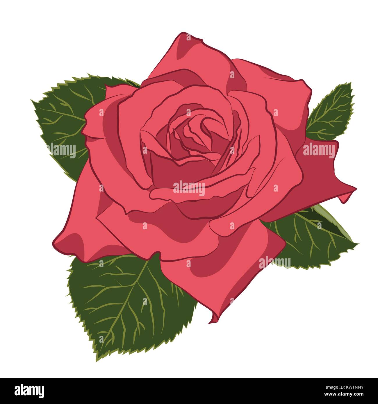 Beautiful pink rose, isolated on white background. Botanical silhouette of flower. Flat stylization vintage color. Vector illustration. Stock Vector