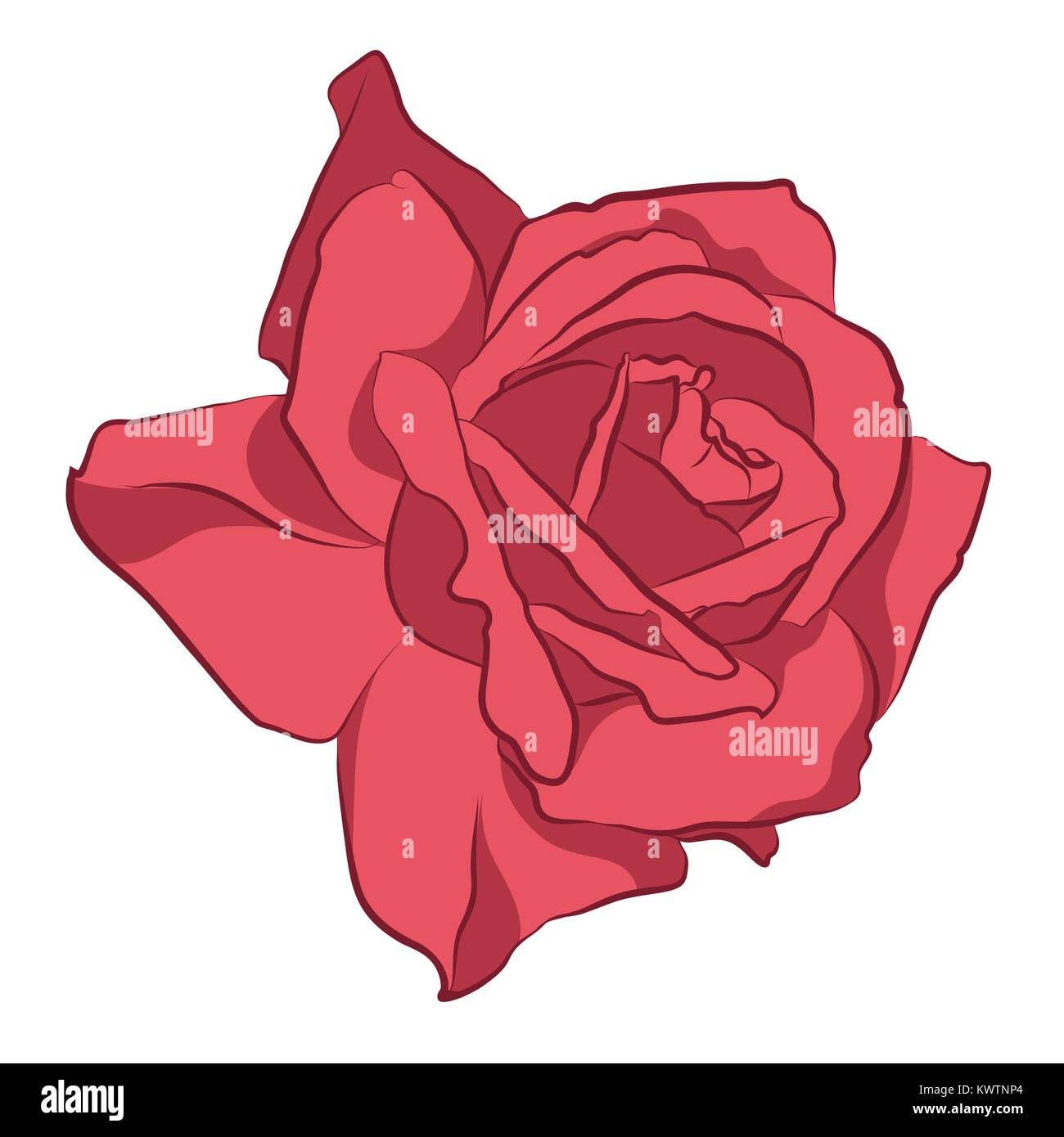 Blooming Red Rose Vector Flat Isolated Illustration Stock
