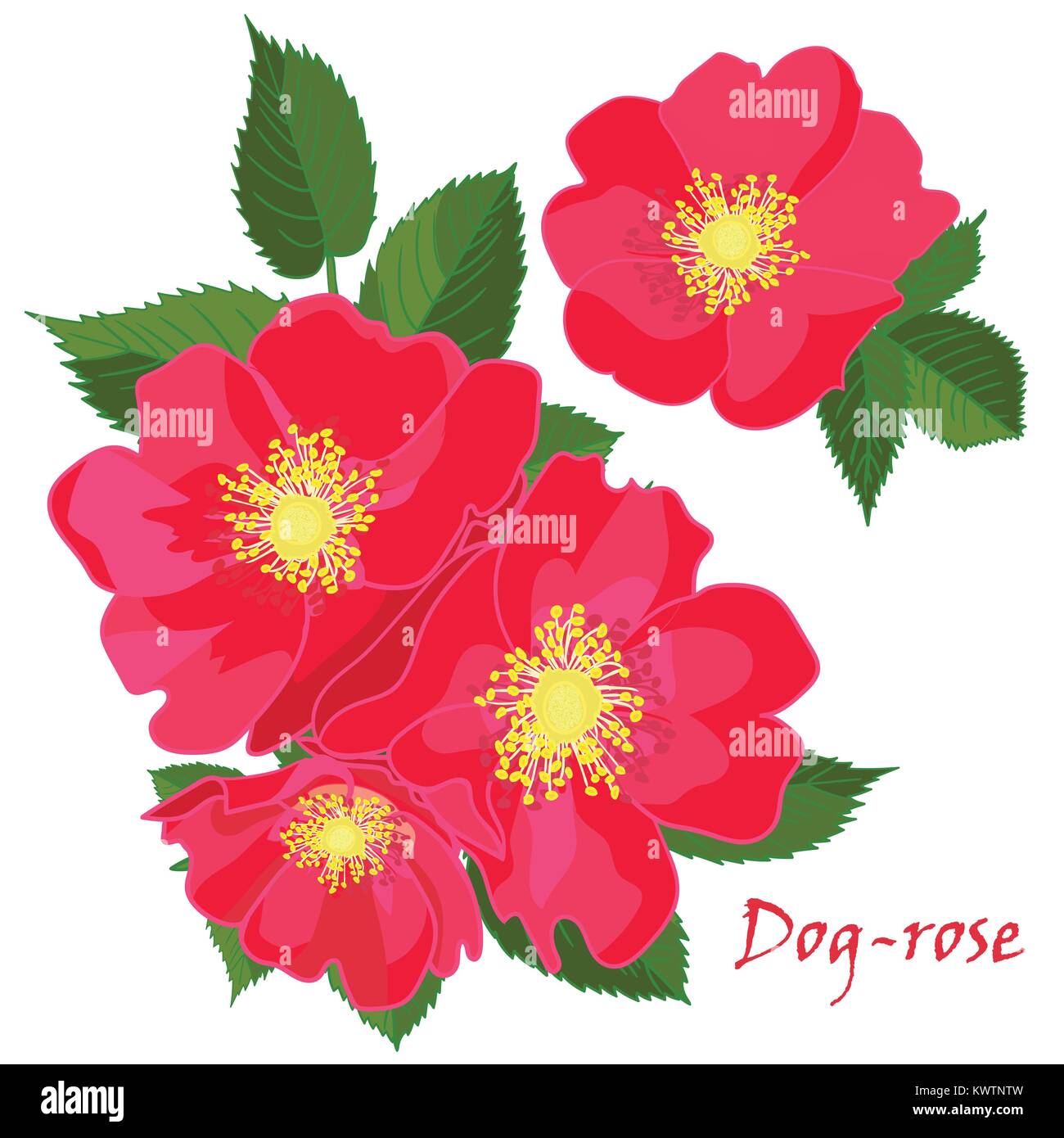Set red flowers of dogrose with leaves in realistic handdrawn style