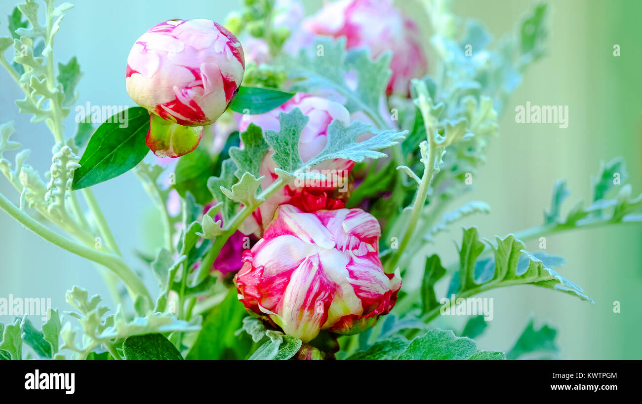 Cute peony buds with bouquet Stock Photo