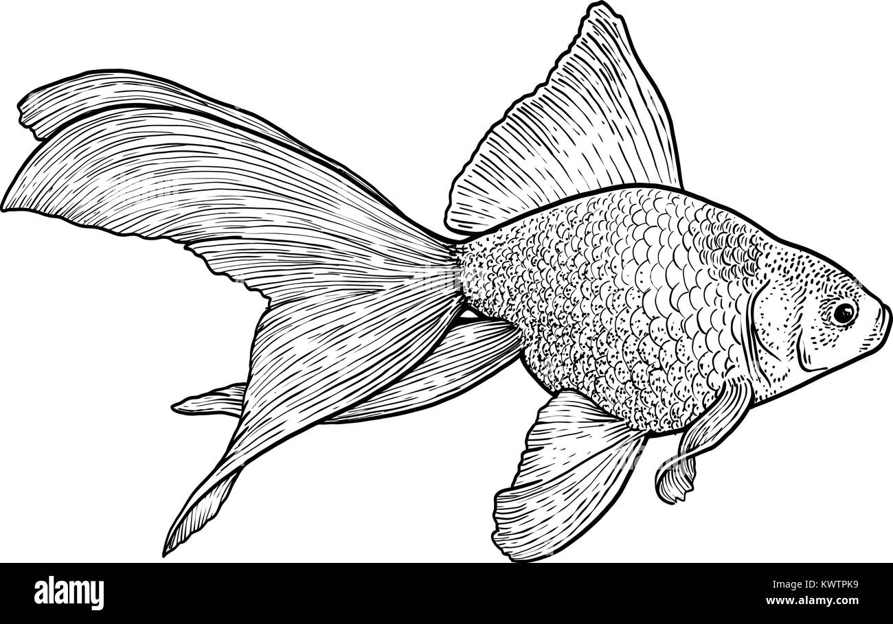Goldfish illustration, drawing, engraving, ink, line art, vector Stock Vector
