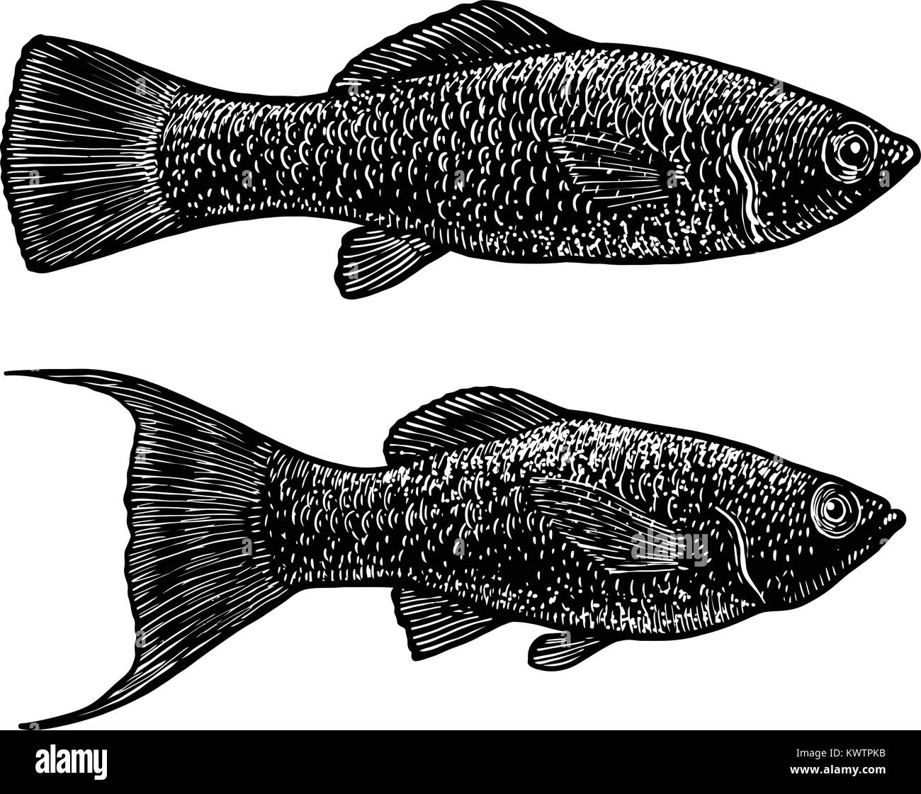 Black Molly illustration, drawing, engraving, ink, line art, vector Stock Vector