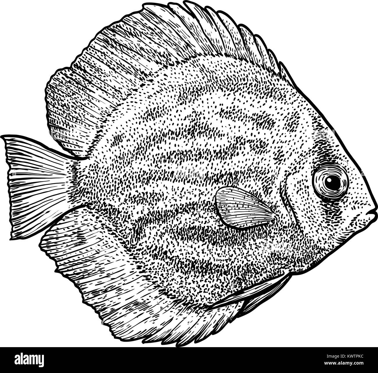 Discus fish illustration, drawing, engraving, ink, line art, vector Stock Vector