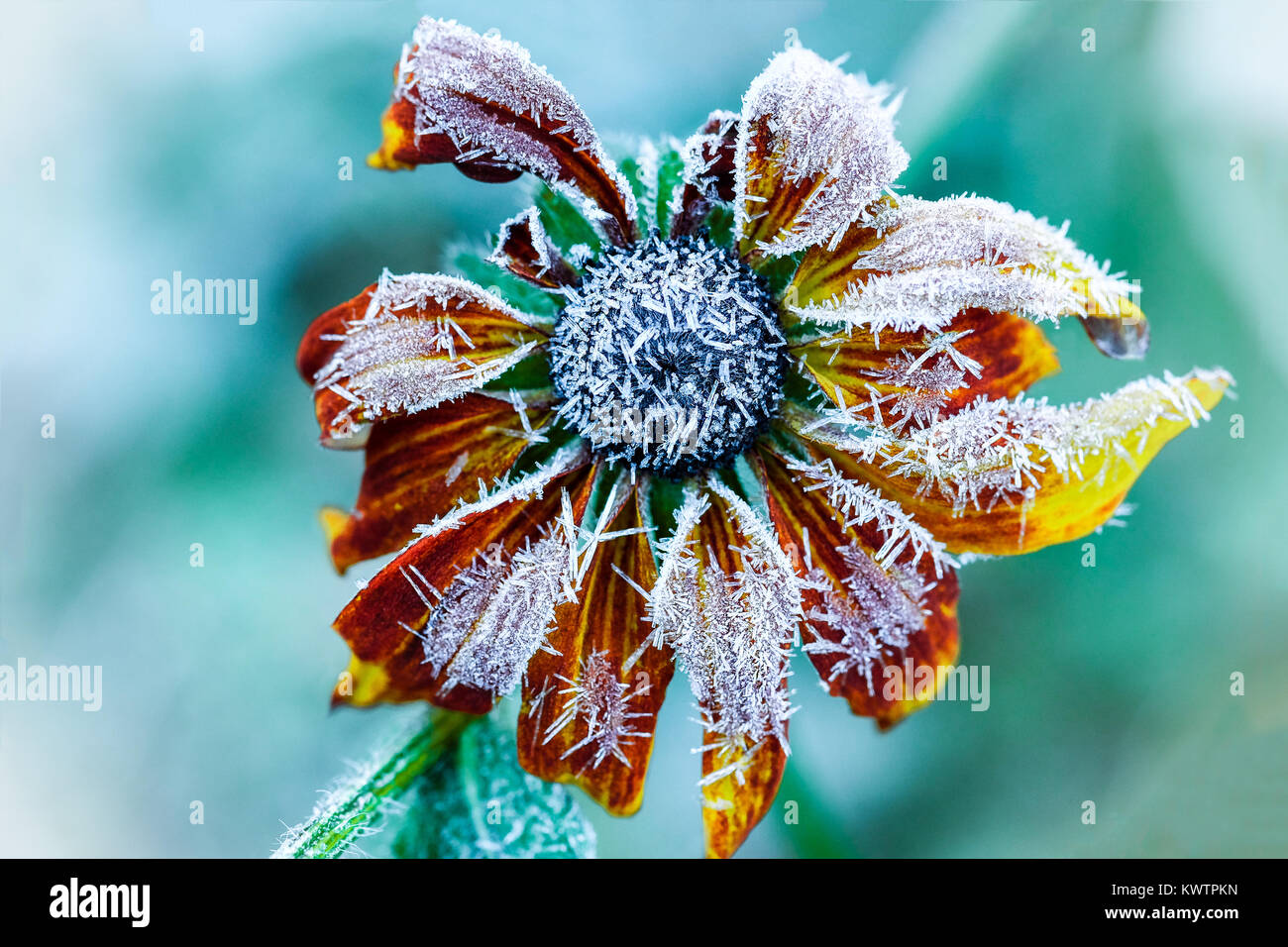 Frost Coneflower on a cold autumn morning Stock Photo