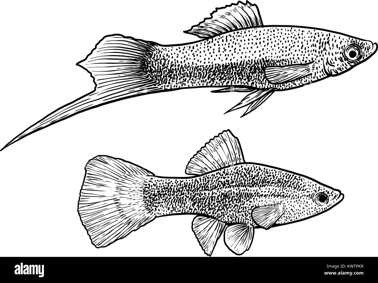 Swordtail fish illustration, drawing, engraving, ink, line art, vector Stock Vector