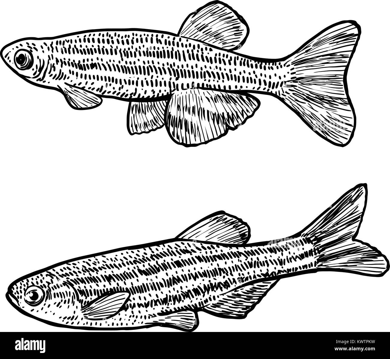 Zebrafish illustration, drawing, engraving, ink, line art, vector Stock Vector