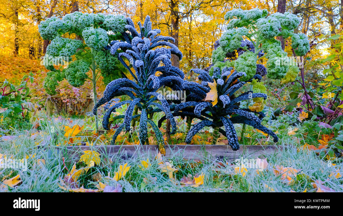 Palm kale cabbage autumn morning frosting in the vegetable garden Stock Photo