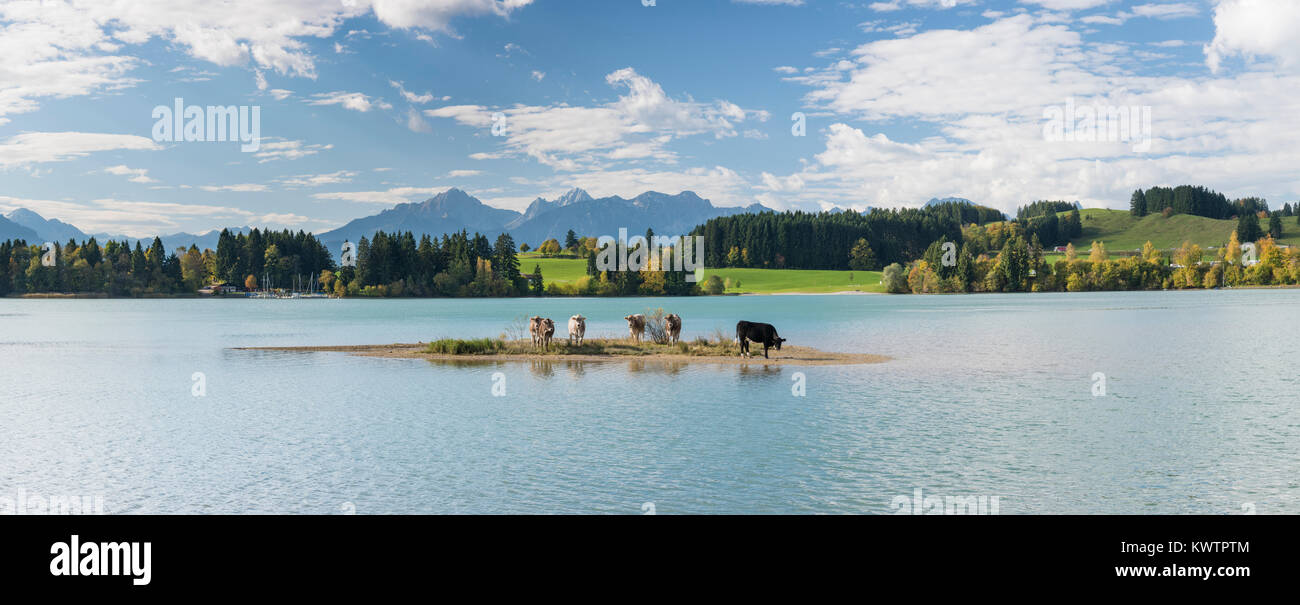 wide angle view to lake Forggensee in Bavaria with alps mountains and herd of cows on island Stock Photo