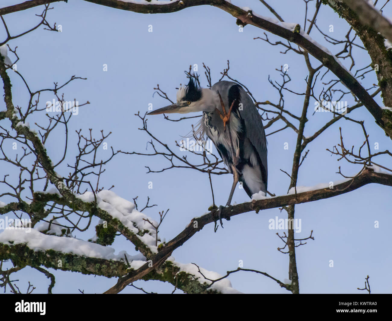 gray heron sitting on at branch in winter Stock Photo