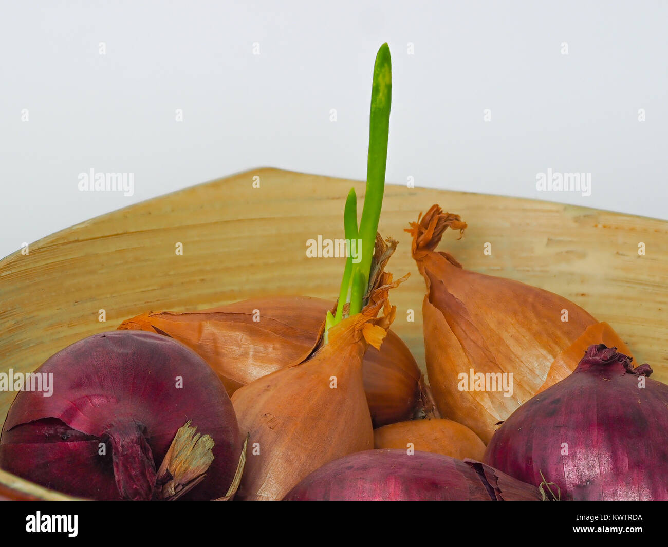 Onion bulb allium cepa hi-res stock photography and images - Alamy