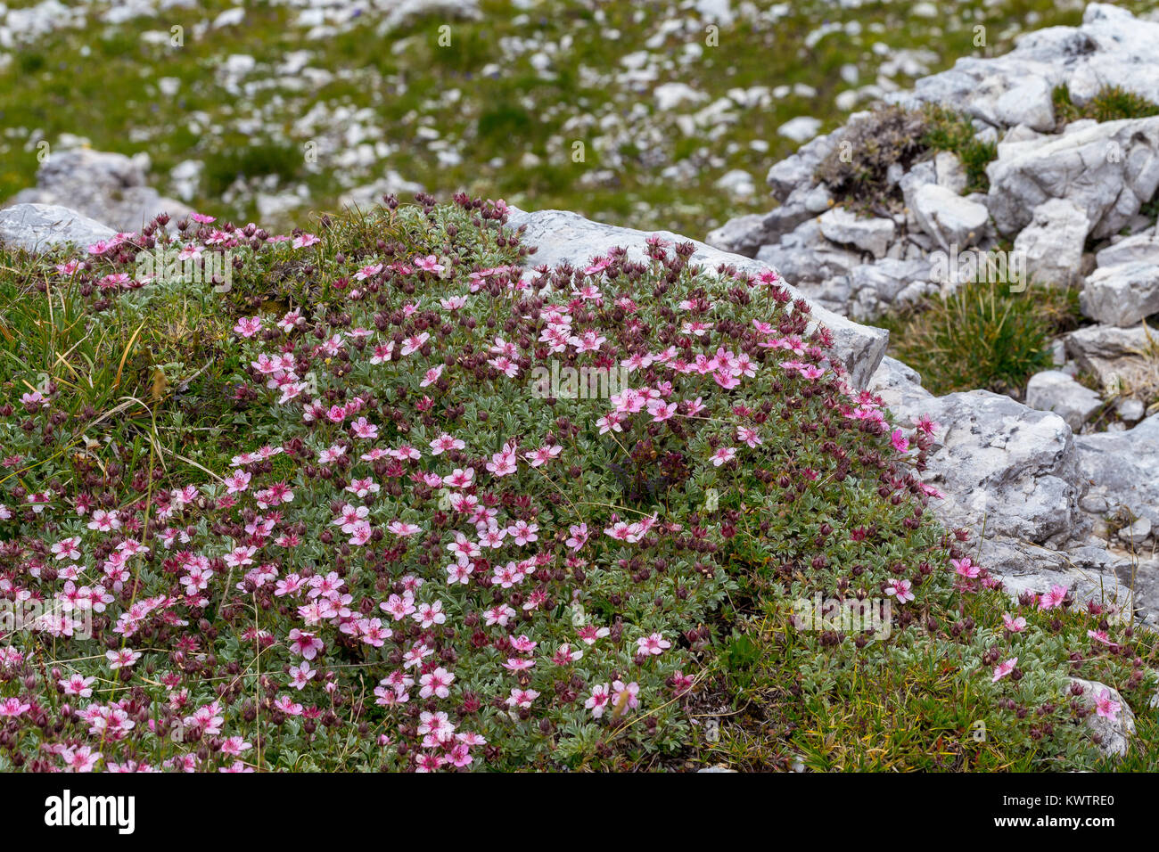 Potentilla nitida. Cinquefoglia delle Dolomiti. Alpine flowers in the Dolomites. Italian Alps. Europe. Stock Photo