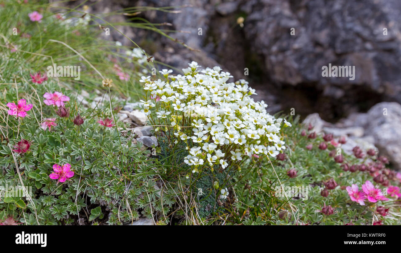 Saxifraga caesia and Potentilla nitida. Alpine flowers in the Dolomites. Italy. Europe. Stock Photo