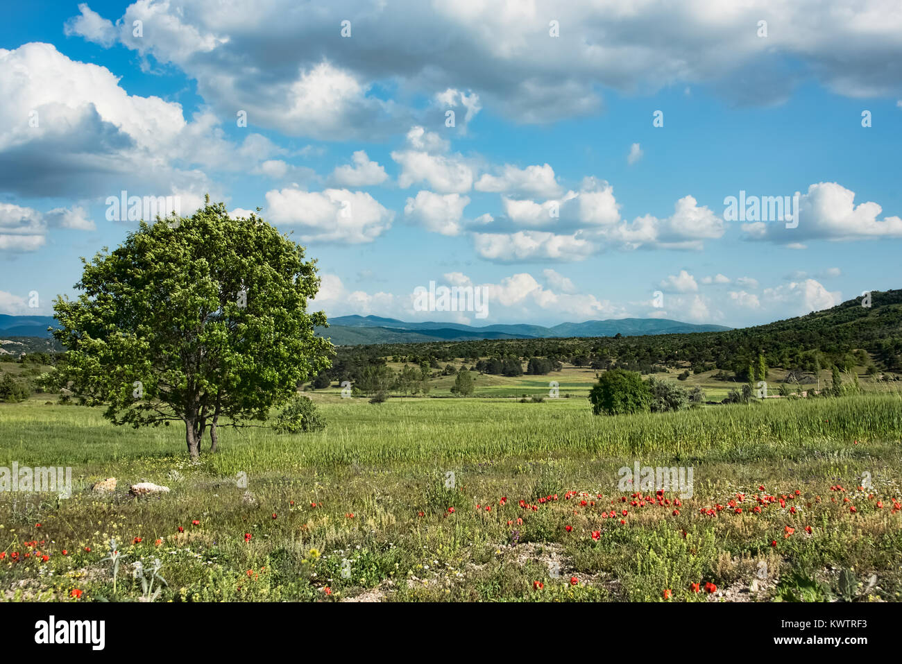 Beautiful green fields in a hilly landscape under blue skies with fluffy white clouds Stock Photo