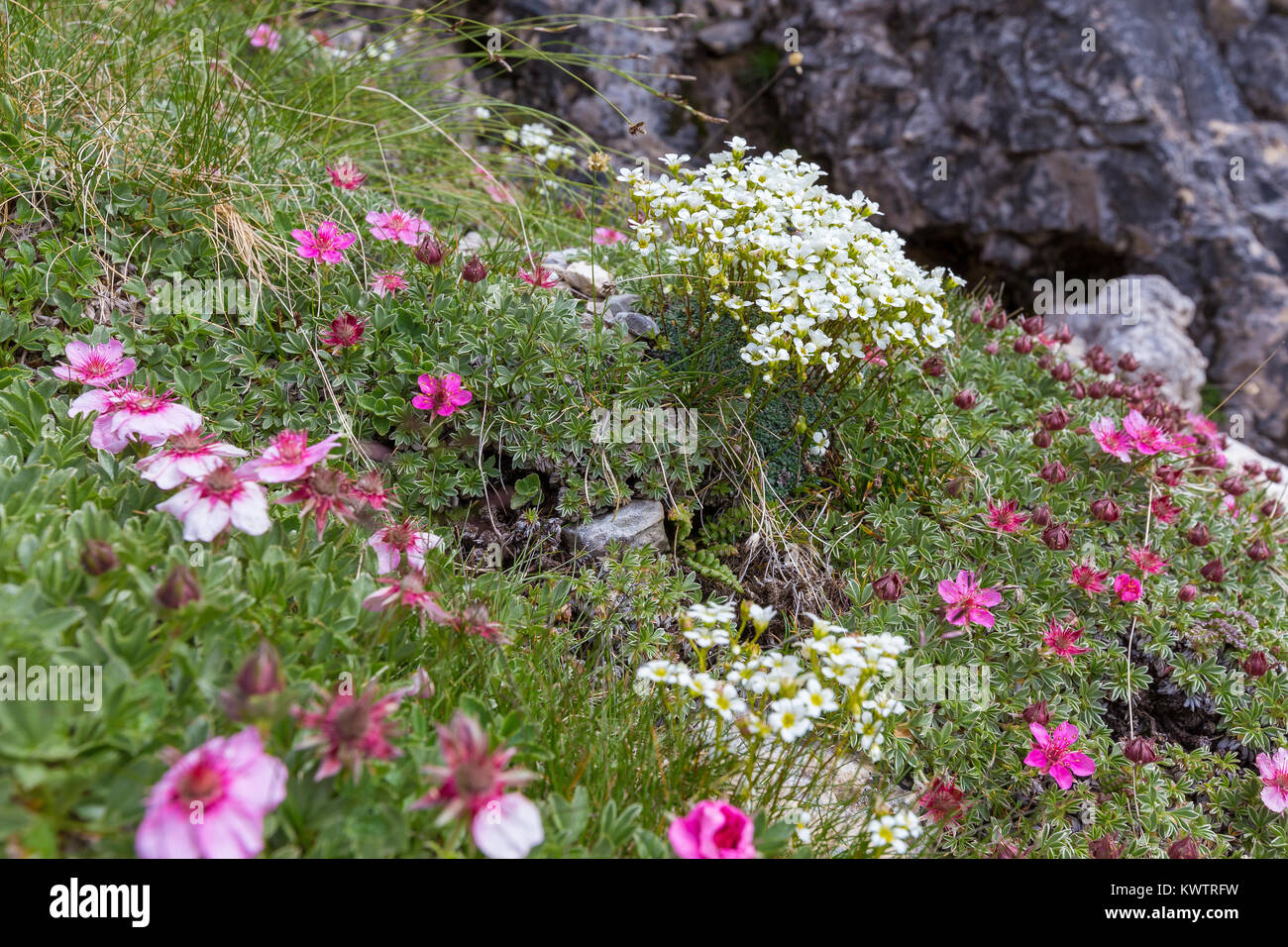 Saxifraga caesia and Potentilla nitida. Alpine flowers in the Dolomites. Italy. Europe. Stock Photo
