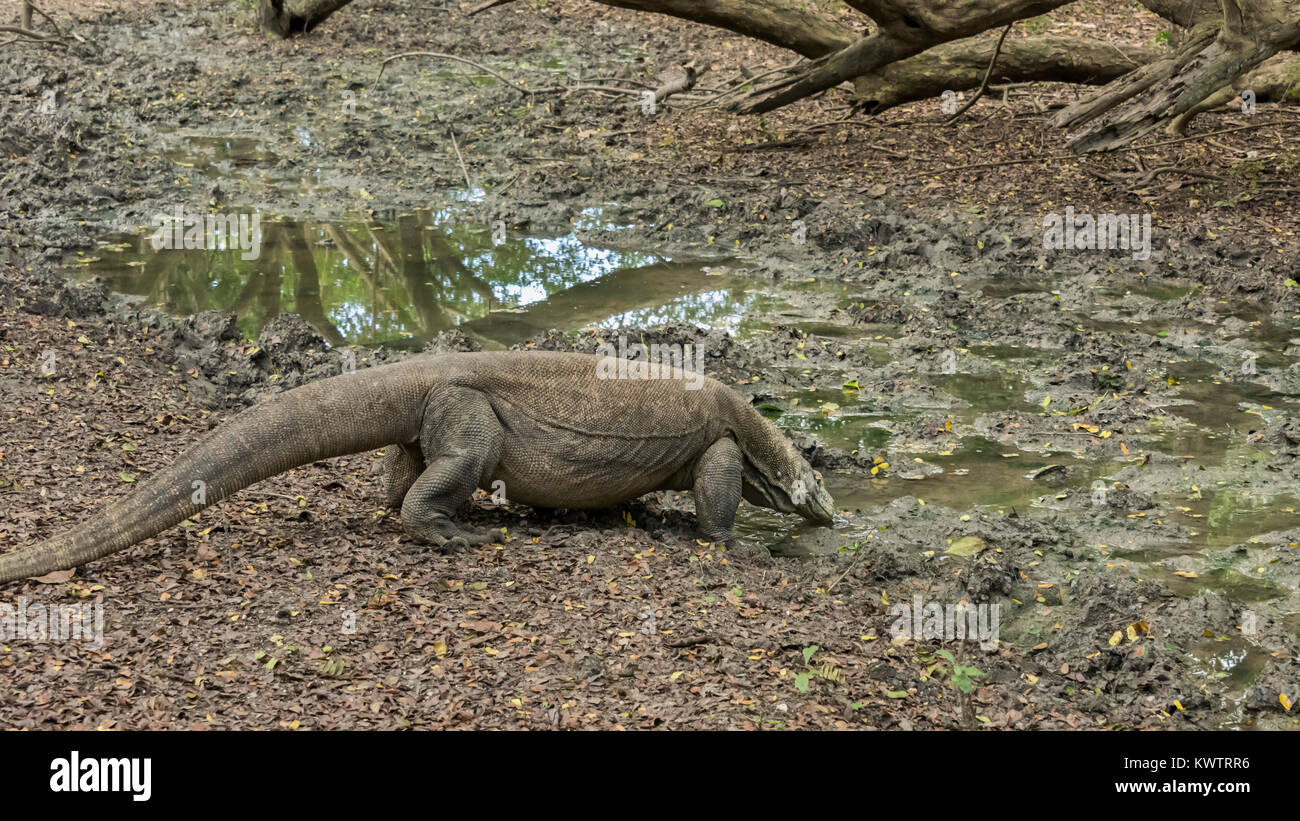 Komodo dragon drinking from a muddy stream, Loh Buaya Komodo NP, Rinca Island, Indonesia Stock Photo