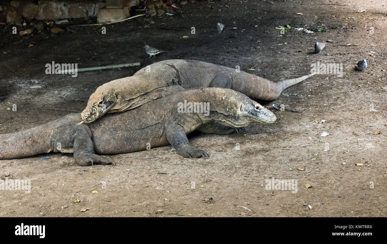 Pair of Komodo dragons under the ranger's hut with a spoon and barred doves, Loh Buaya Komodo NP, Rinca Island, Indonesia Stock Photo