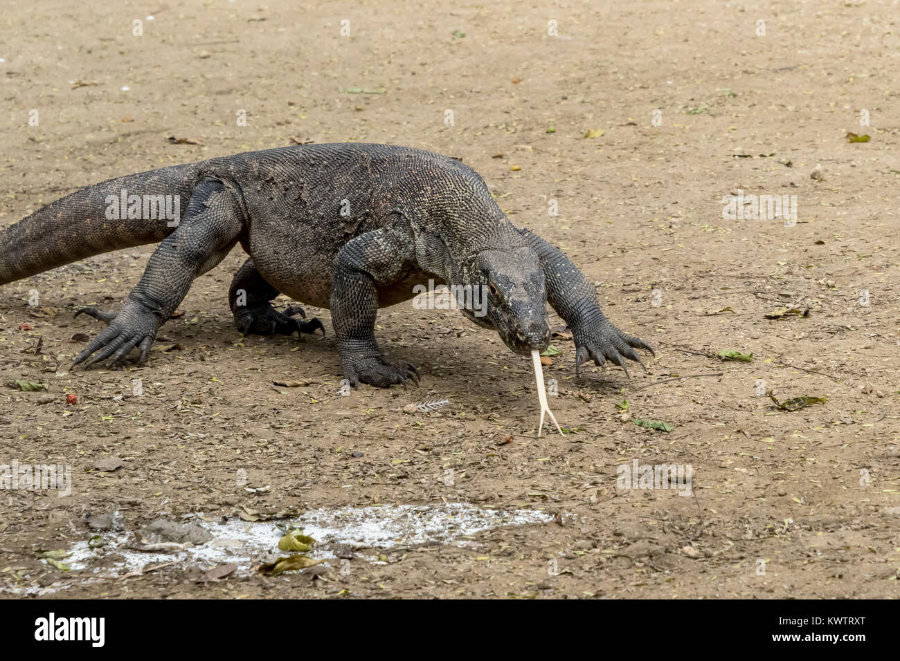 Komodo dragon with forked tongue out and lots of ticks, Loh Buaya Komodo NP, Rinca Island, Indonesia Stock Photo