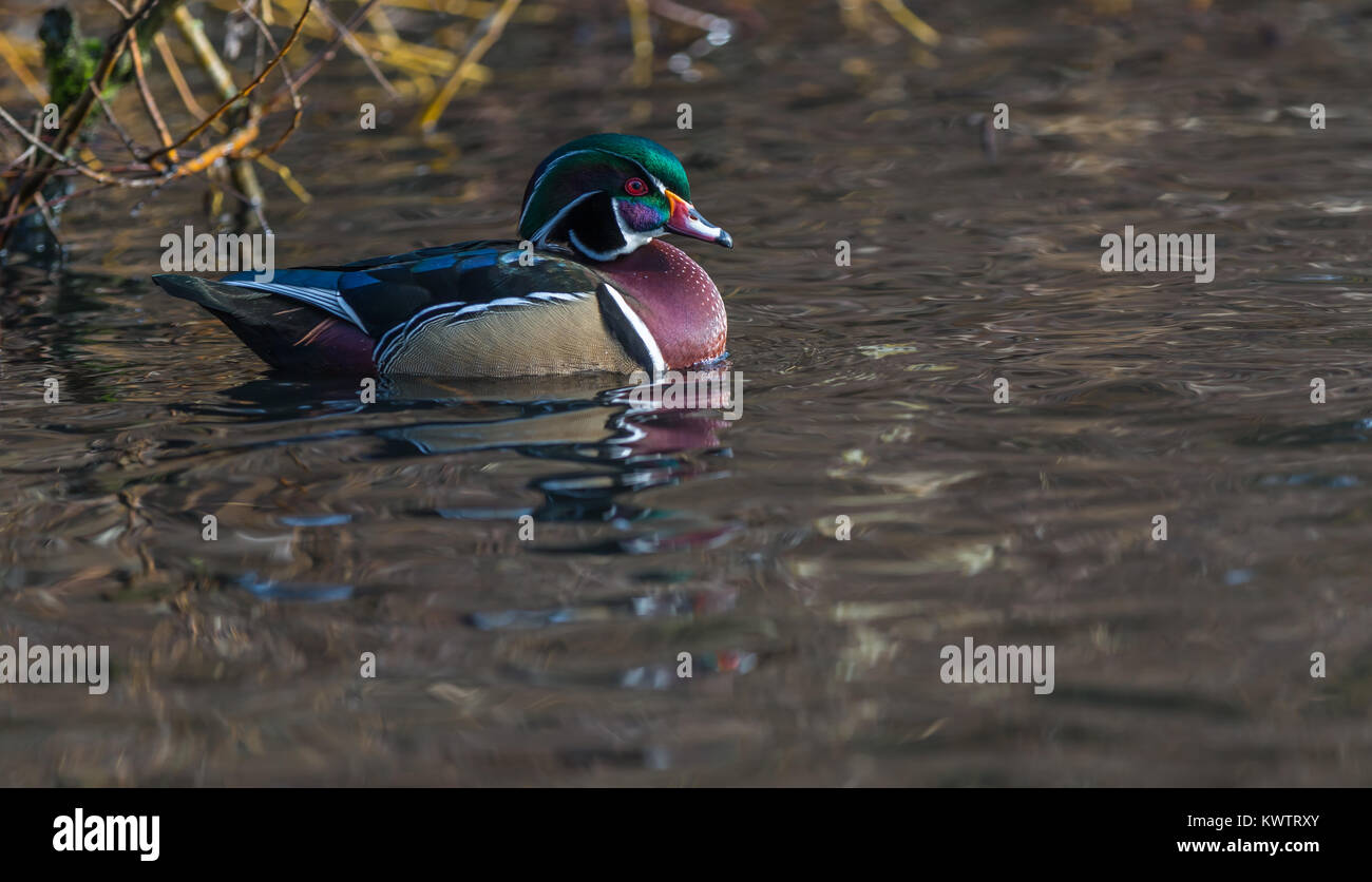 A beautiful male wood duck ' Aix sponsa ' swims in a Canadian pond. Stock Photo