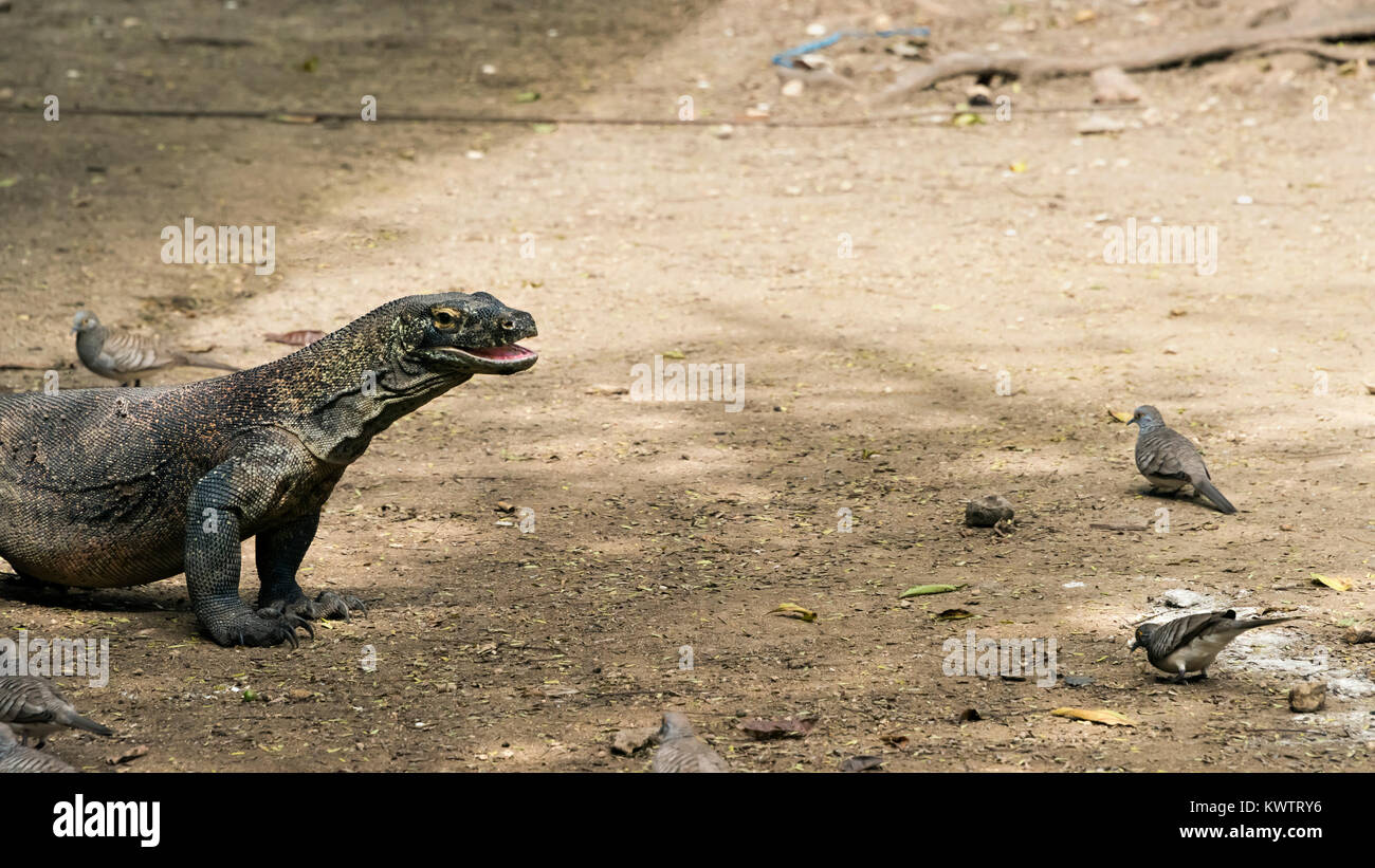 Komodo dragon, open mouth, barred doves, Loh Buaya Komodo NP, Rinca Island, Indonesia Stock Photo