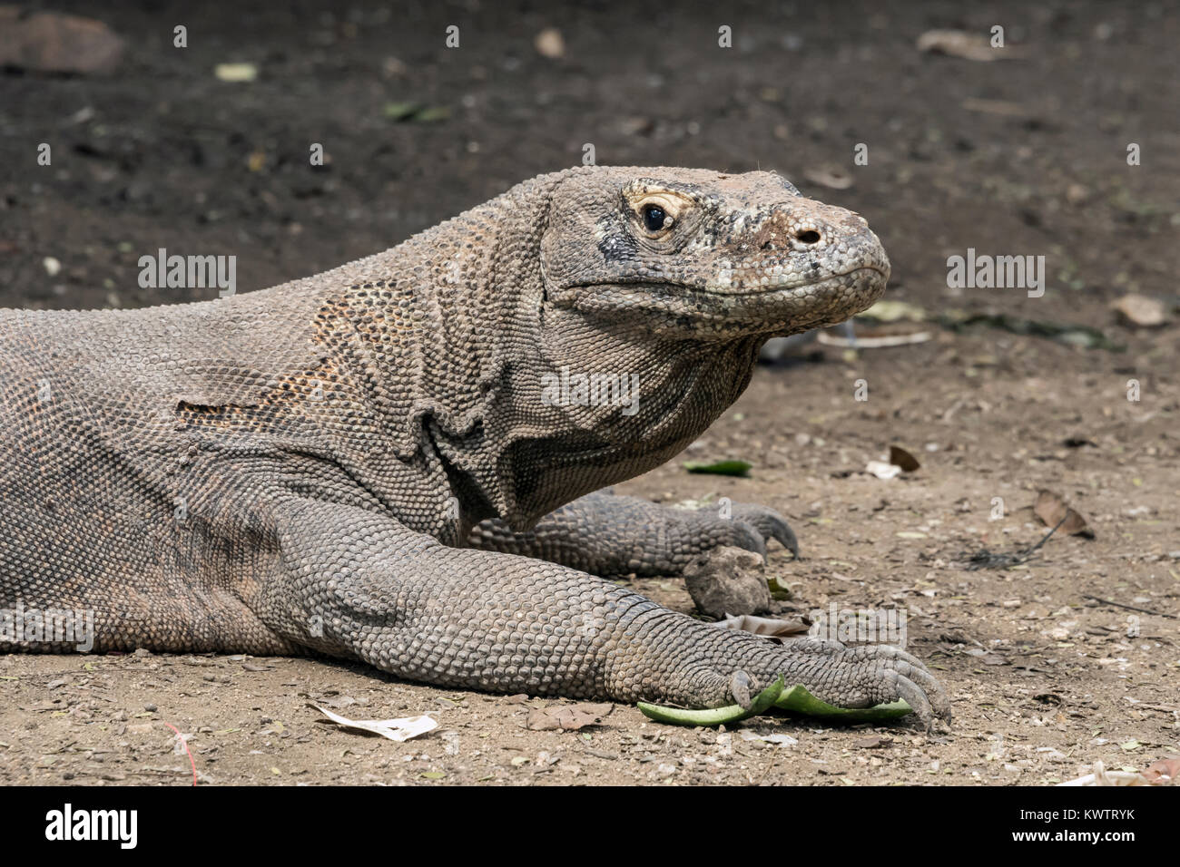 Close-up of a Komodo dragon with patches of shedding skin and ticks, Loh Buaya Komodo NP, Rinca Island, Indonesia Stock Photo