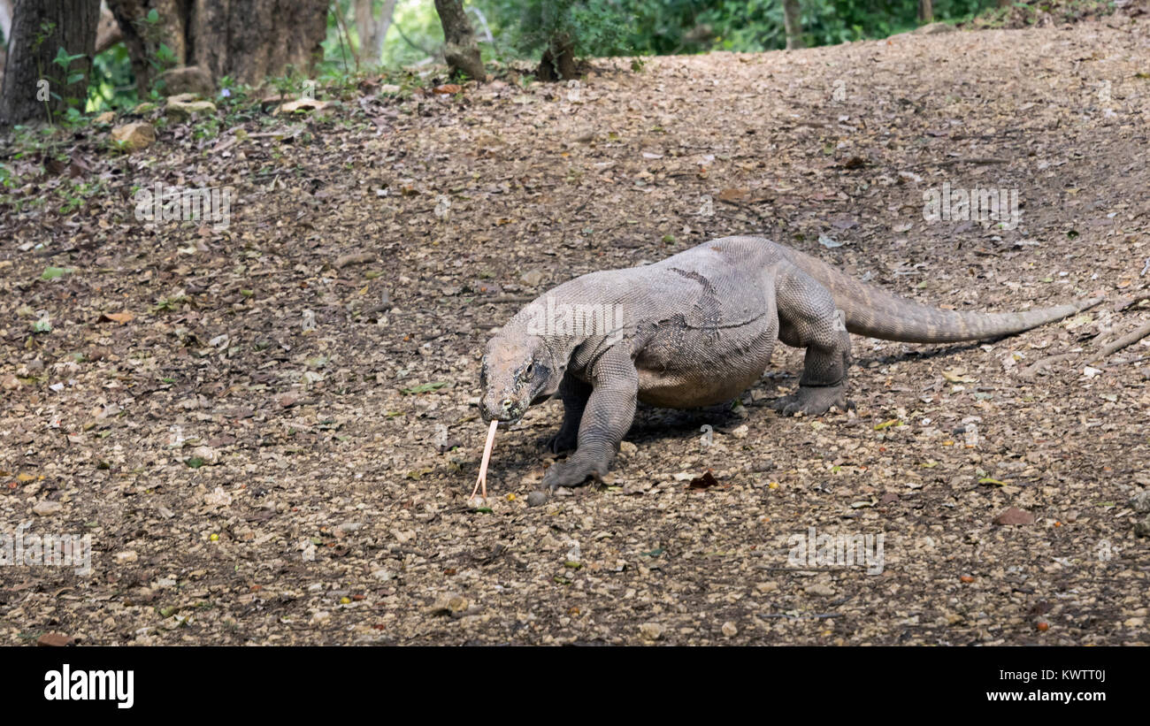 Large well-fed Komodo dragon smells the ground with its tongue, Loh Buaya Komodo NP, Rinca Island, Indonesia Stock Photo