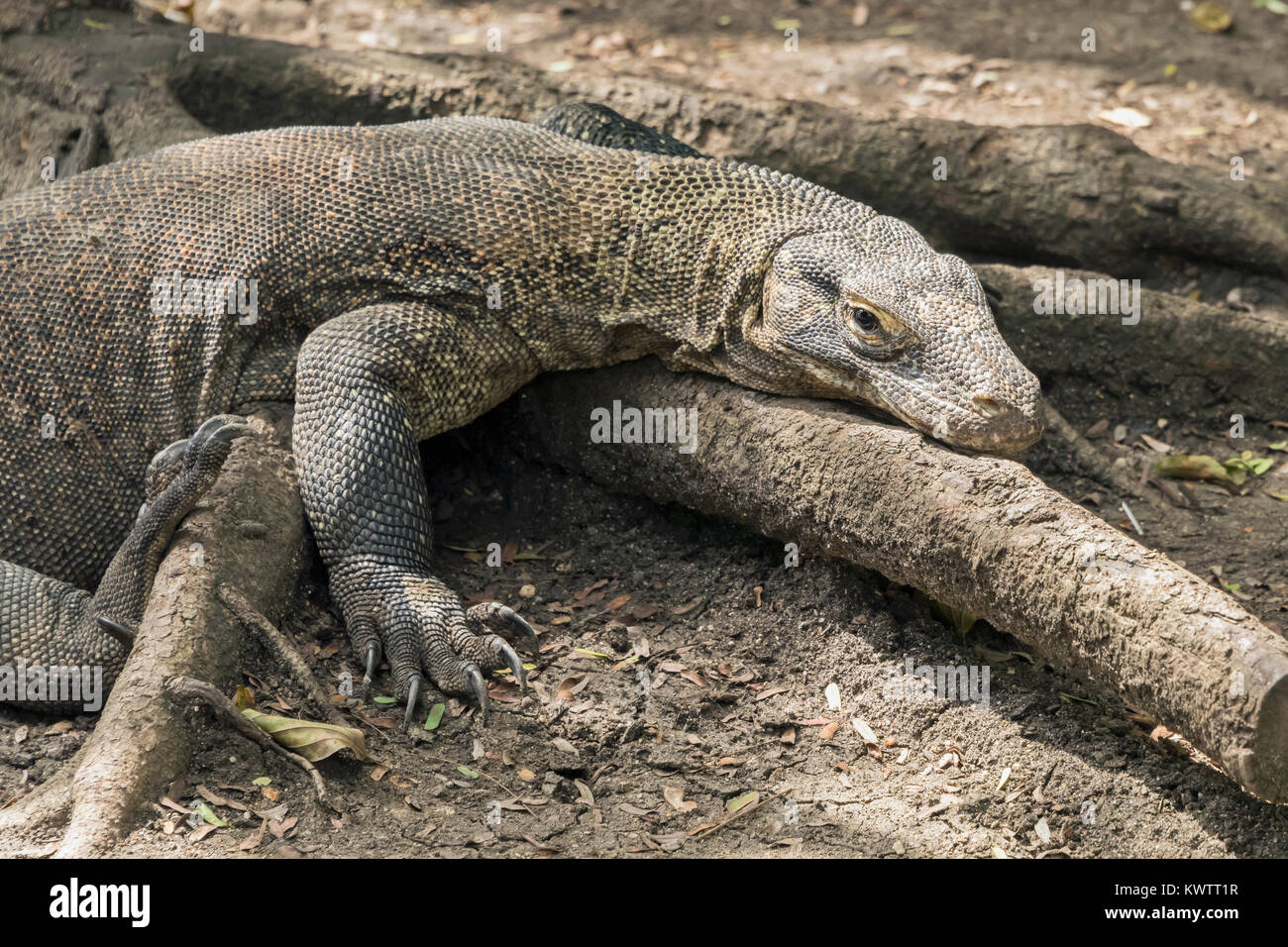 Komodo dragon climbing over a log, Loh Buaya Komodo National Park, Rinca Island, Indonesia Stock Photo