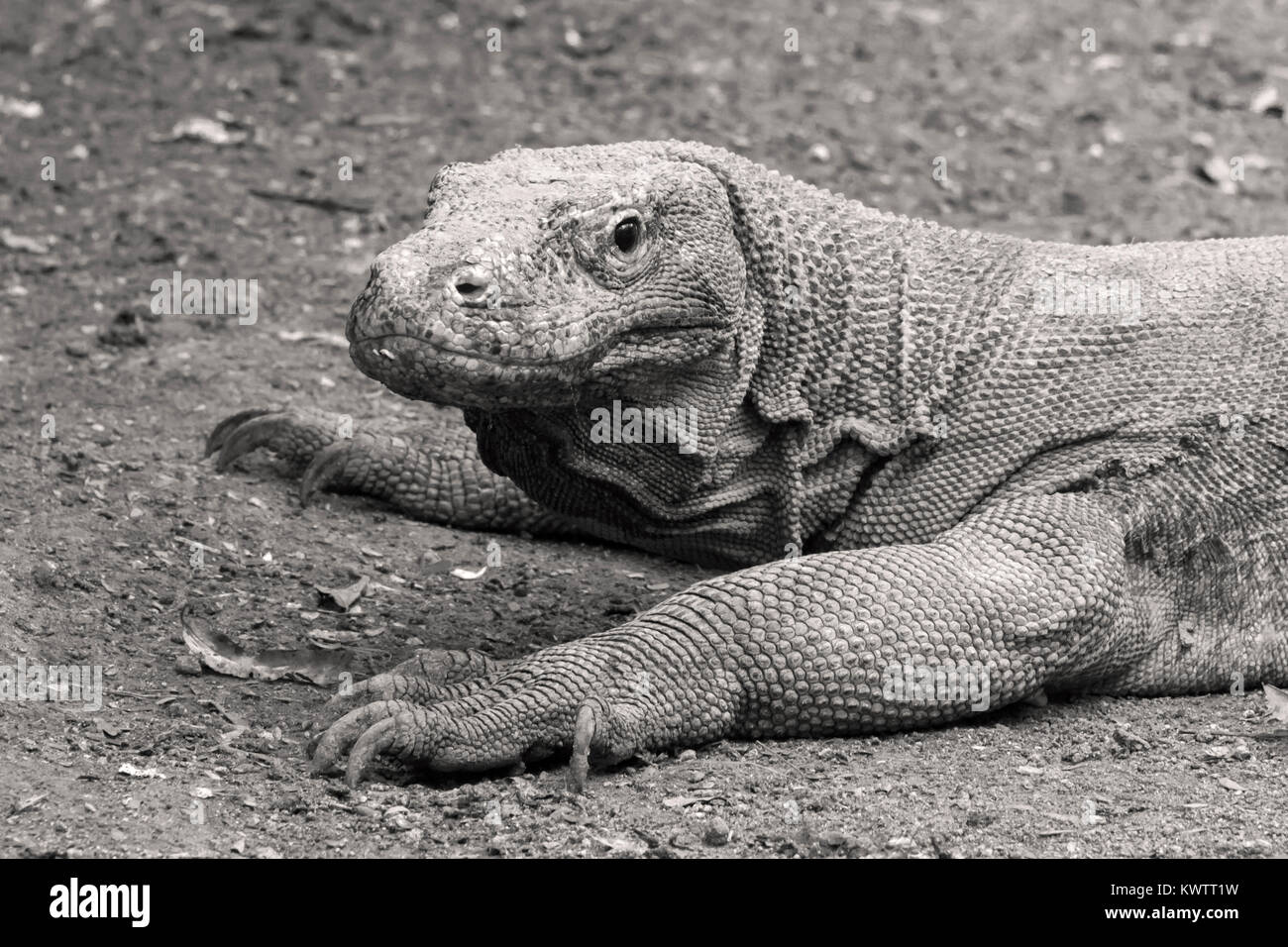 Portrait of a Komodo dragon, Loh Buaya Komodo National Park, Rinca Island, Indonesia Stock Photo