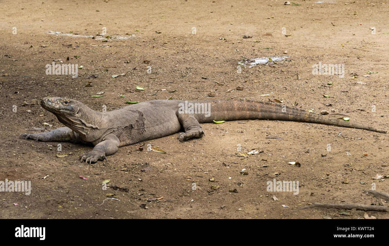 Komodo dragon in the process of shedding its skin, Loh Buaya Komodo NP, Rinca Island, West Flores, Indonesia Stock Photo