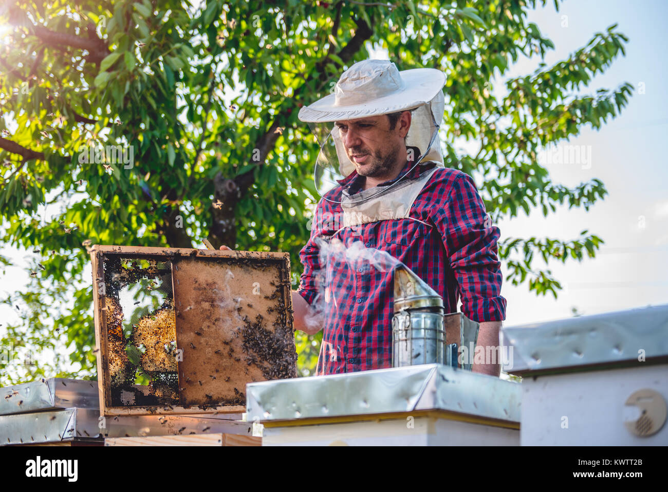 Beekeeper checking his honey bees and beehives Stock Photo