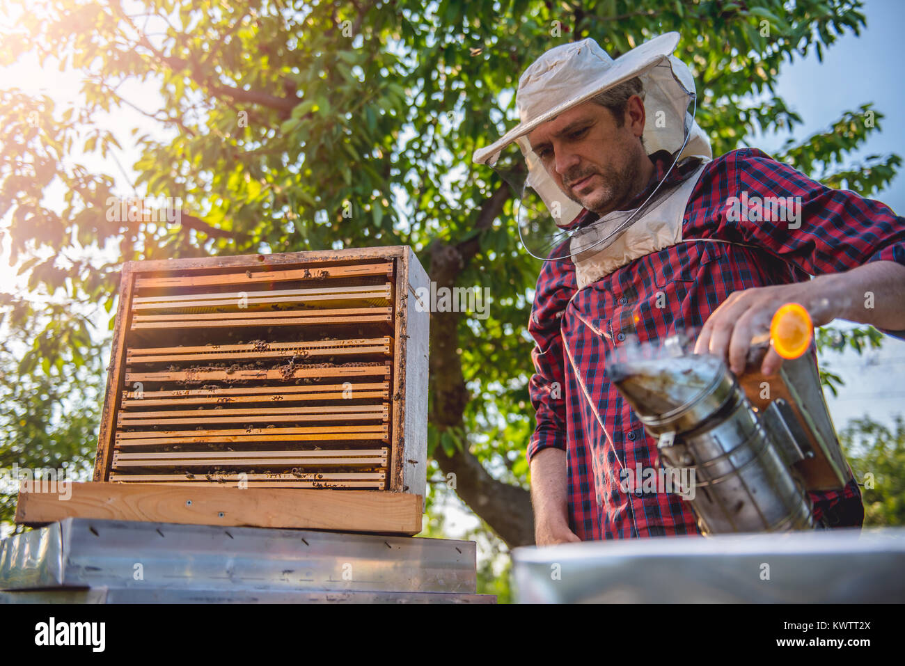 Beekeeper checking his honey bees and beehives Stock Photo