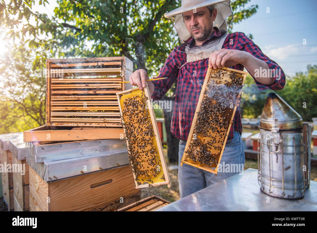 Beekeeper checking his honey bees and beehives while holding frames Stock Photo
