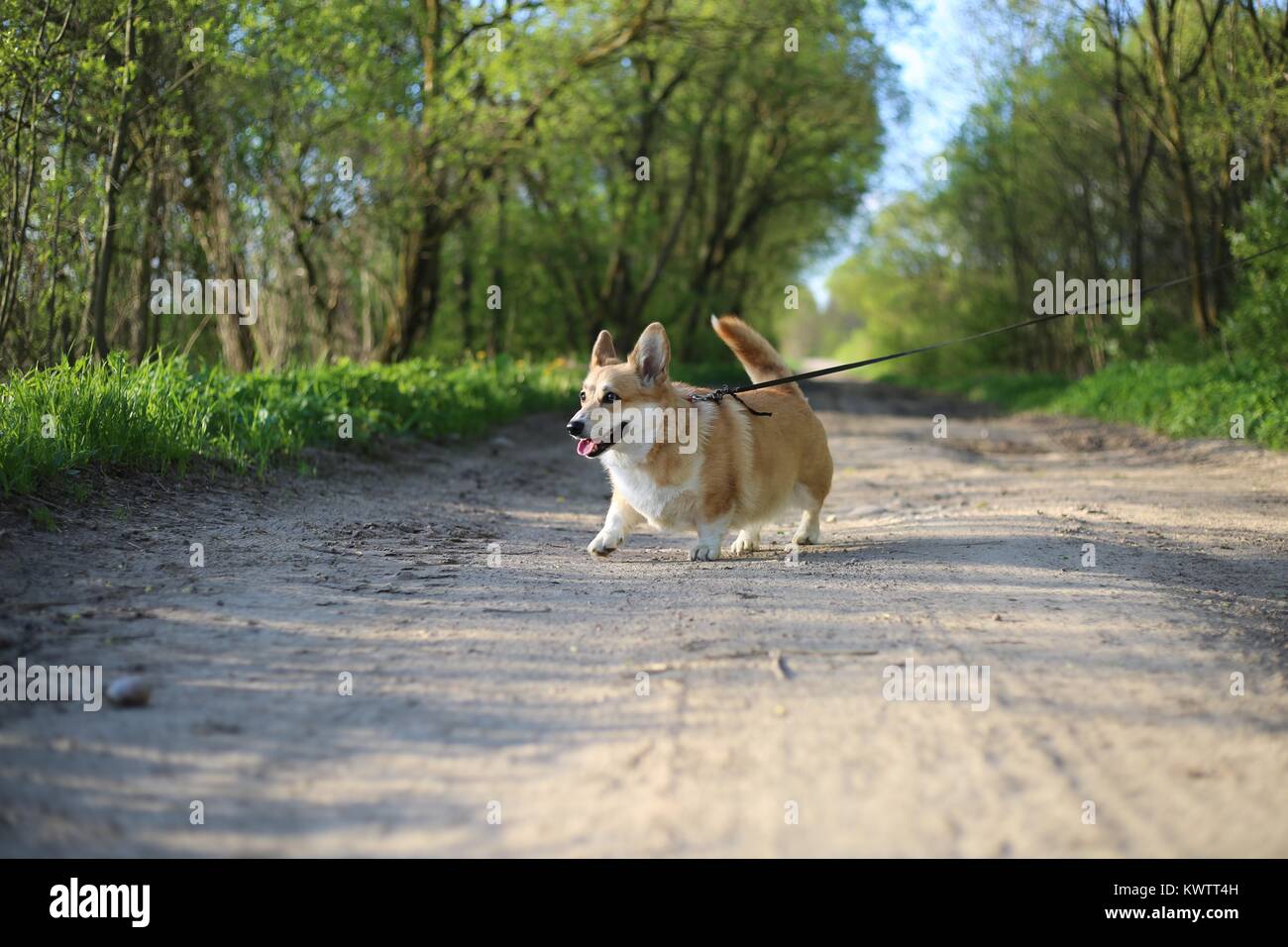 Pembroke Welsh Corgi and Spring Forest Stock Photo