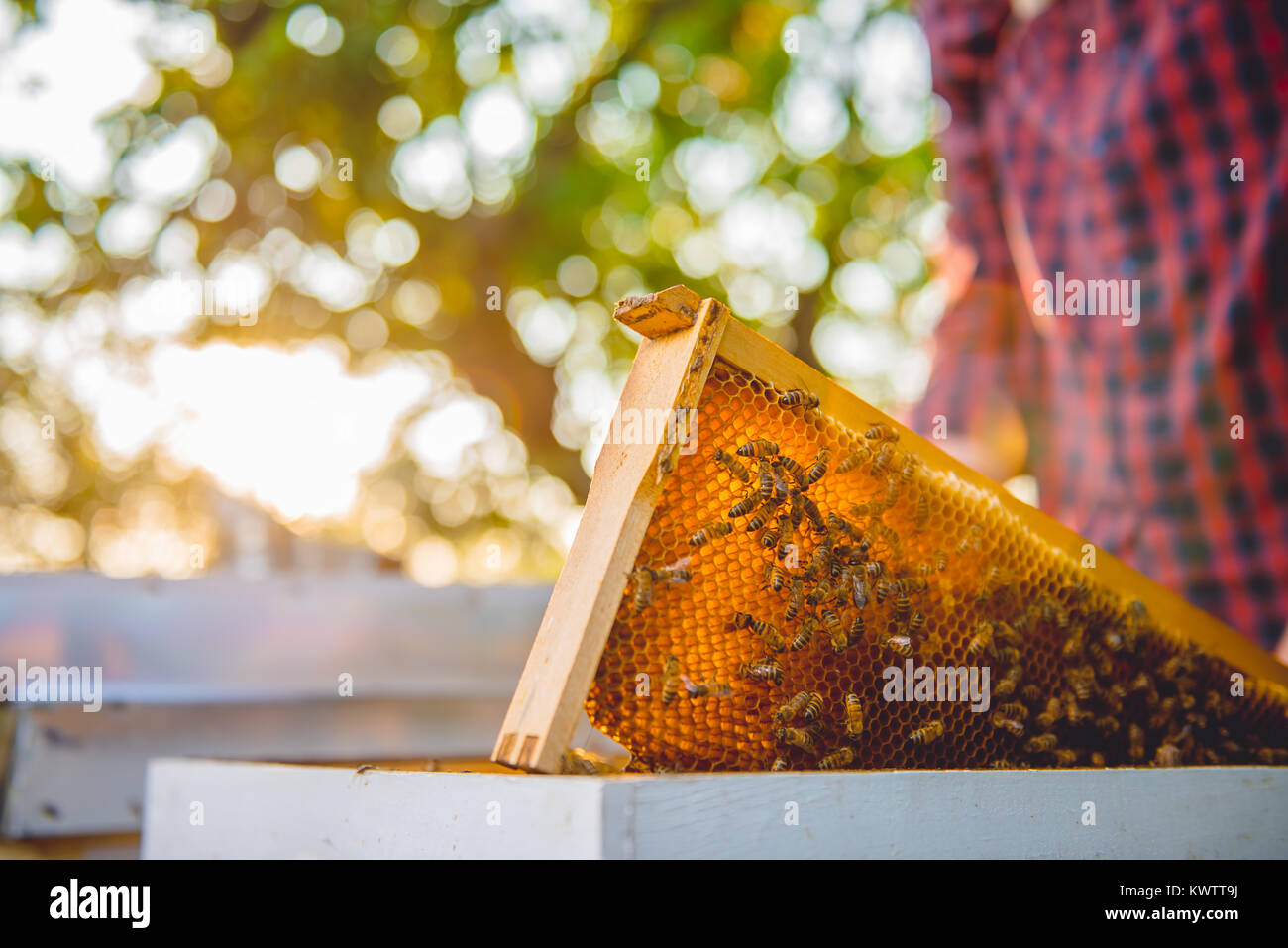 Close up photo of hive frame with bees Stock Photo