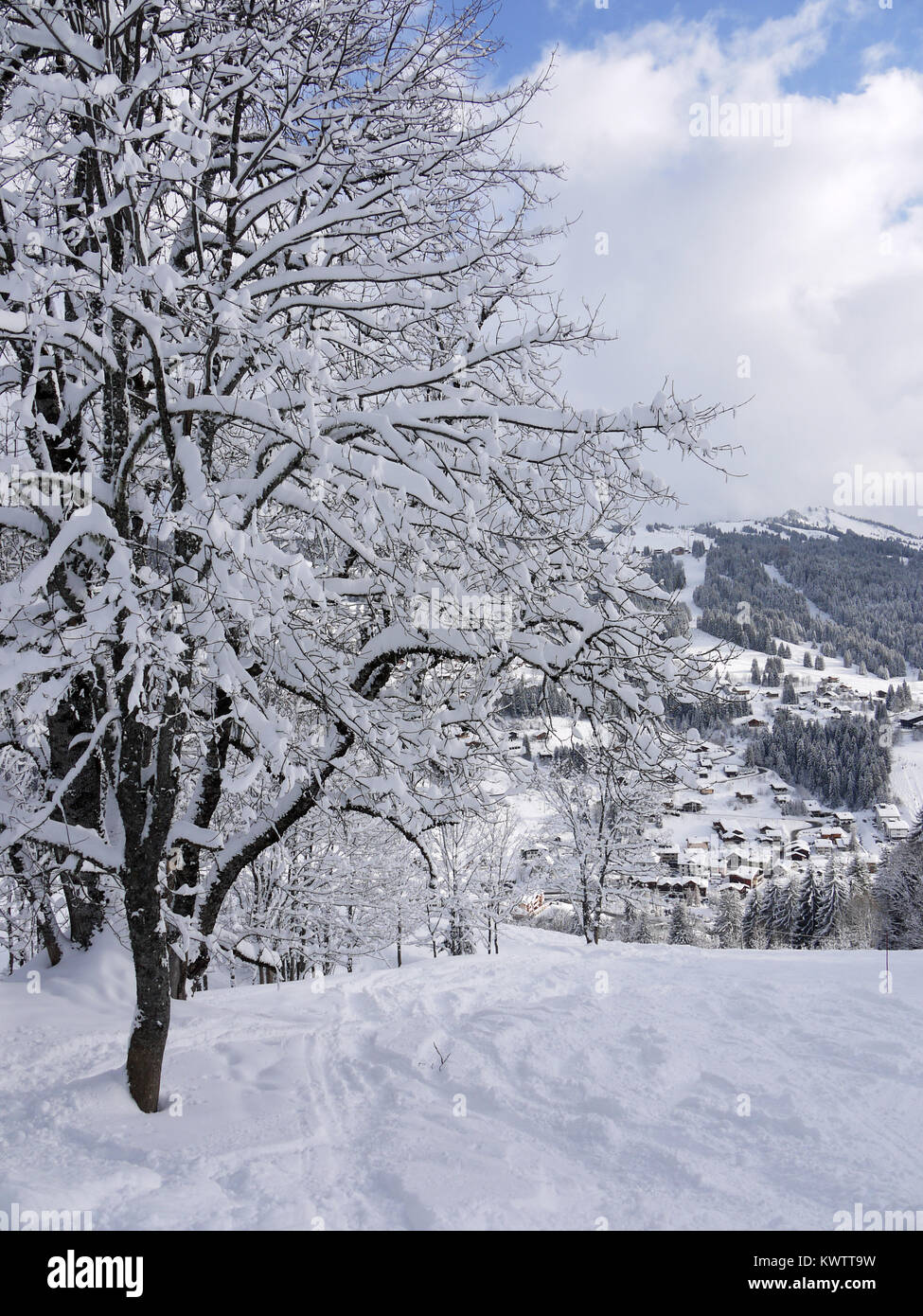 Winter trees covered in new snow in the ski and snowboarding resort of Les Gets, France Stock Photo