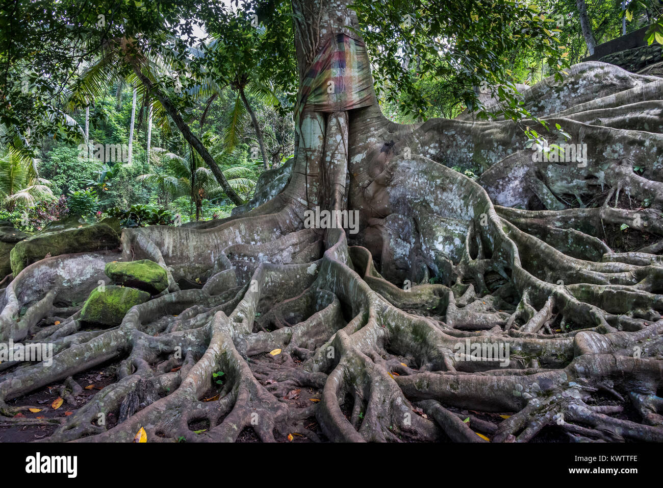 Sacred ceiba tree on the grounds of Goa Gajah temple, horizontal, Ubud, Bali, Indonesia Stock Photo