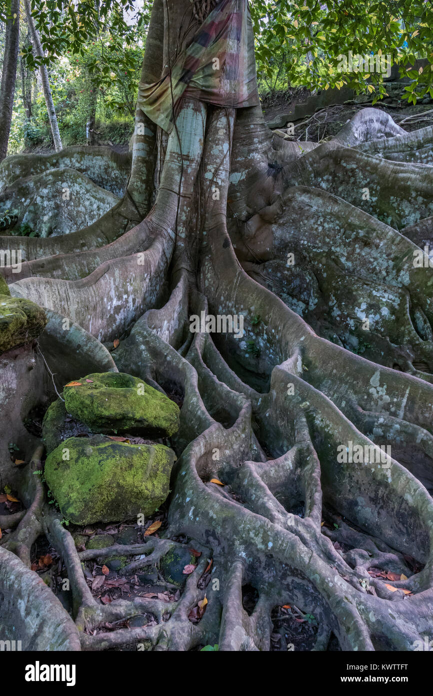 Sacred Ceiba Tree On The Grounds Of Goa Gajah Temple Sacred Ceiba Tree On The Grounds Of Goa Gajah Temple