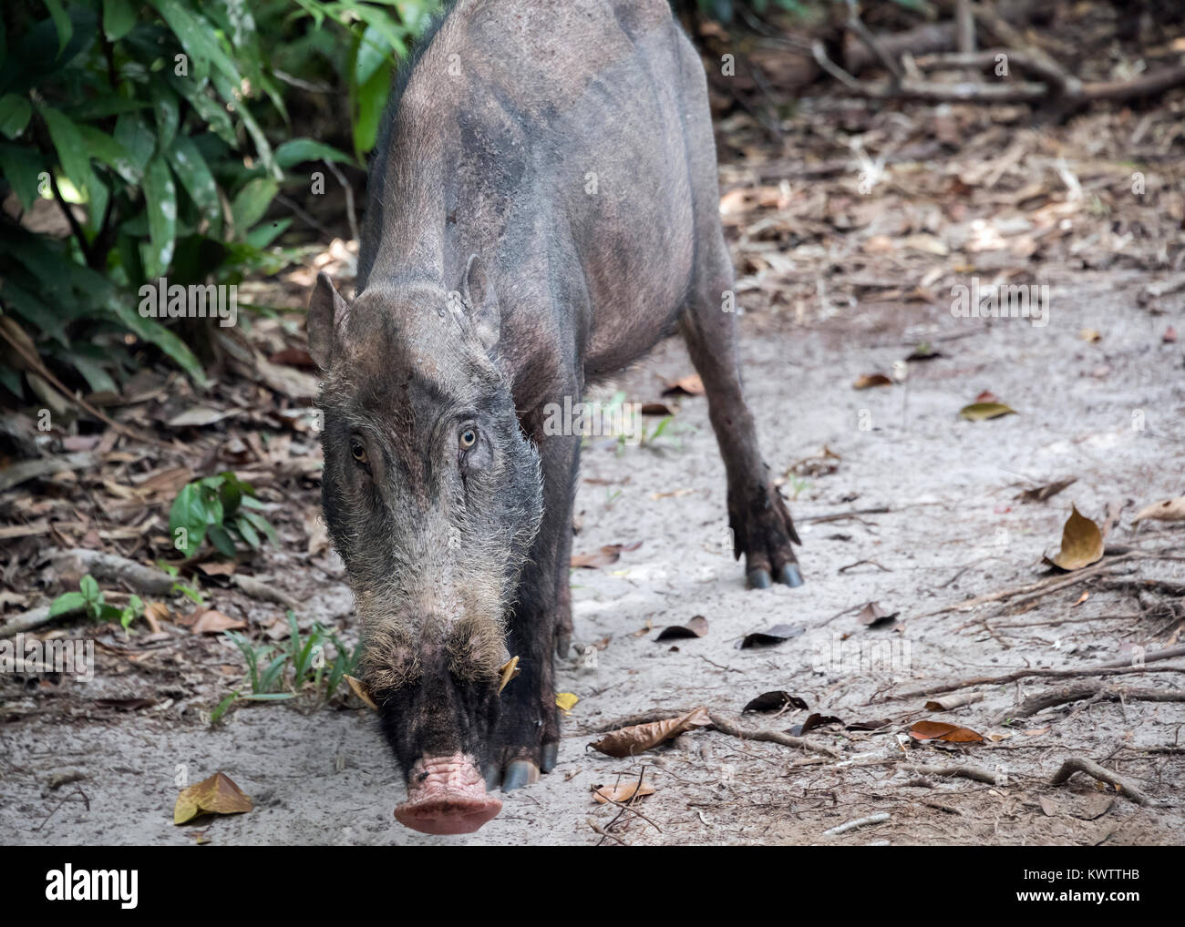 Bornean bearded pig (Sus barbarous), Tanjung Puting National Park, Kalimantan, Indonesia Stock Photo