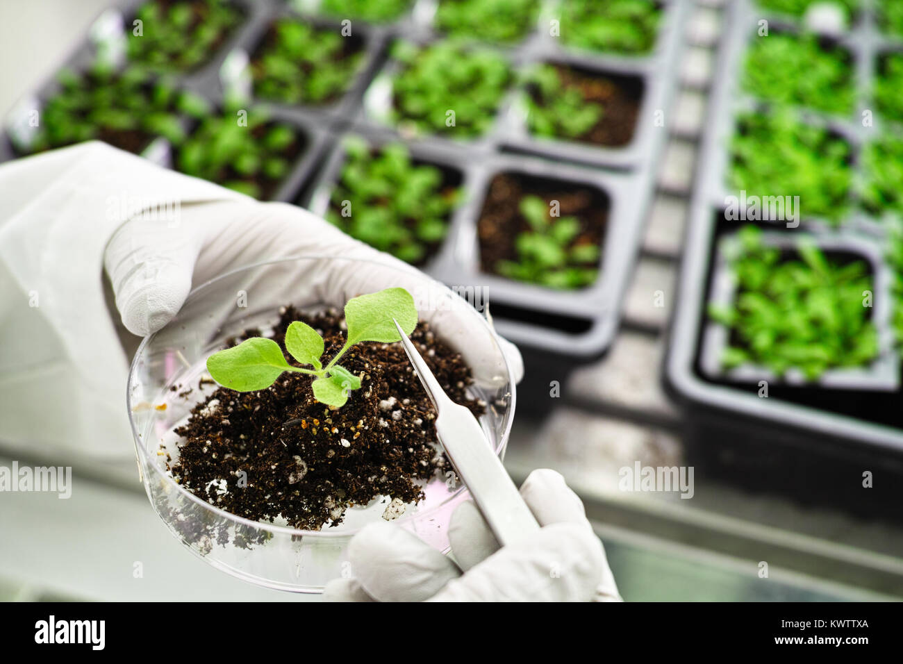 Research plants in the growth chamber Stock Photo