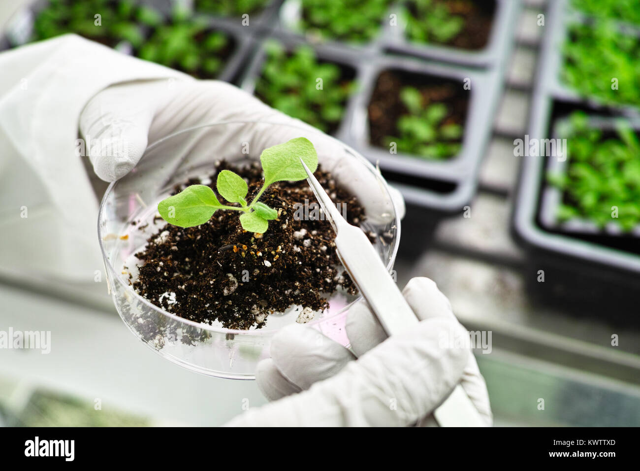 Research plants in the growth chamber Stock Photo