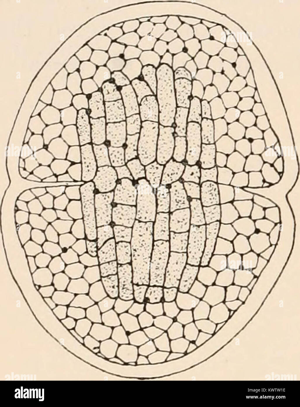 'Algæ. Vol. I. Myxophyceæ, Peridinieæ, Bacillarieæ, Chlorophyceæ, together with a brief summary of the occurrence and distribution of freshwat4er Algæ' (1916) Stock Photo