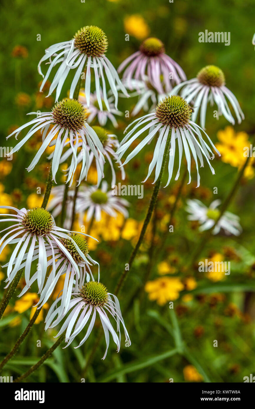 White Echinacea pallida Hula Dancer Coneflowers July flowers garden Stock Photo