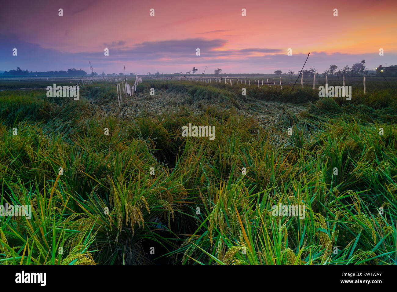 Kebun teh kemuning hires stock photography and images Alamy