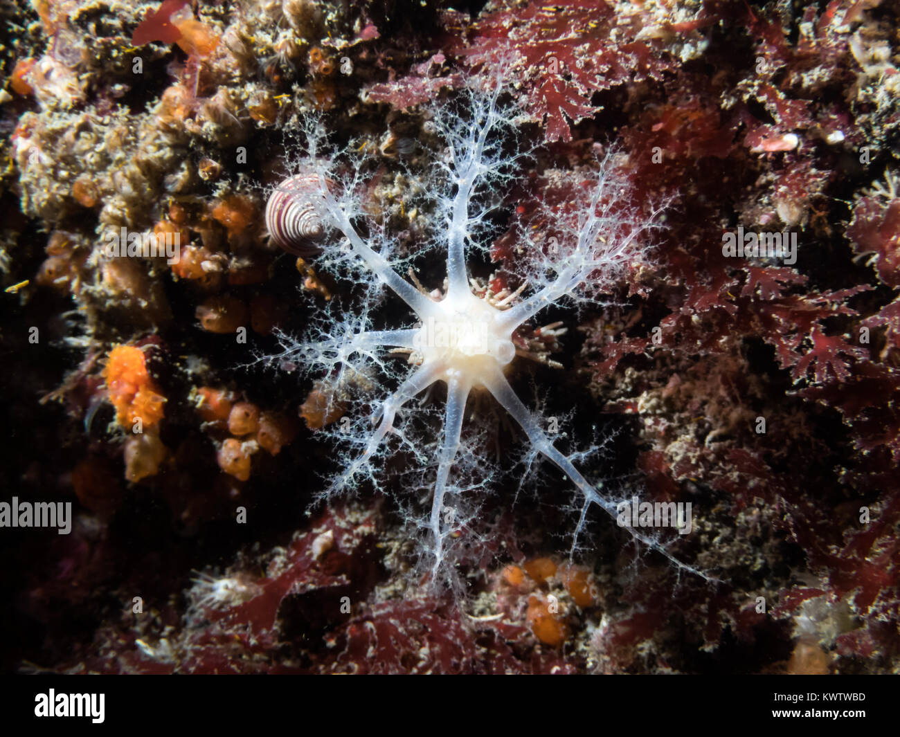 A brilliant white Pale Sea Cucumber photographed at a depth of 70 ft. in Southern British Columbia. Stock Photo