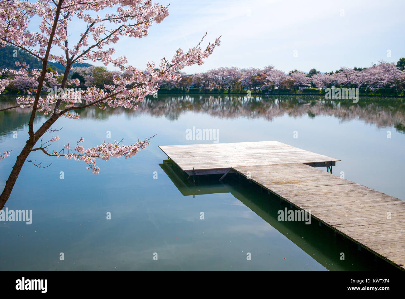 Cherry blossom spring landscape hi-res stock photography and images - Alamy