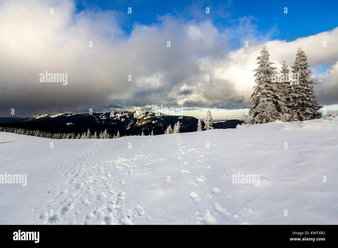 Winter mountain landscape with snow covered pine trees and low clouds ...