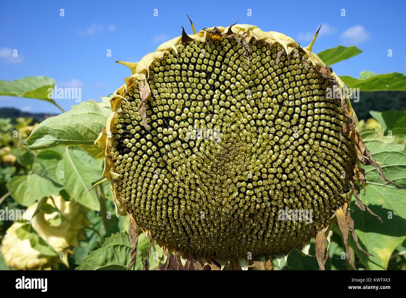 Big sunflower head with seeds on the farm field in Switzerland Stock