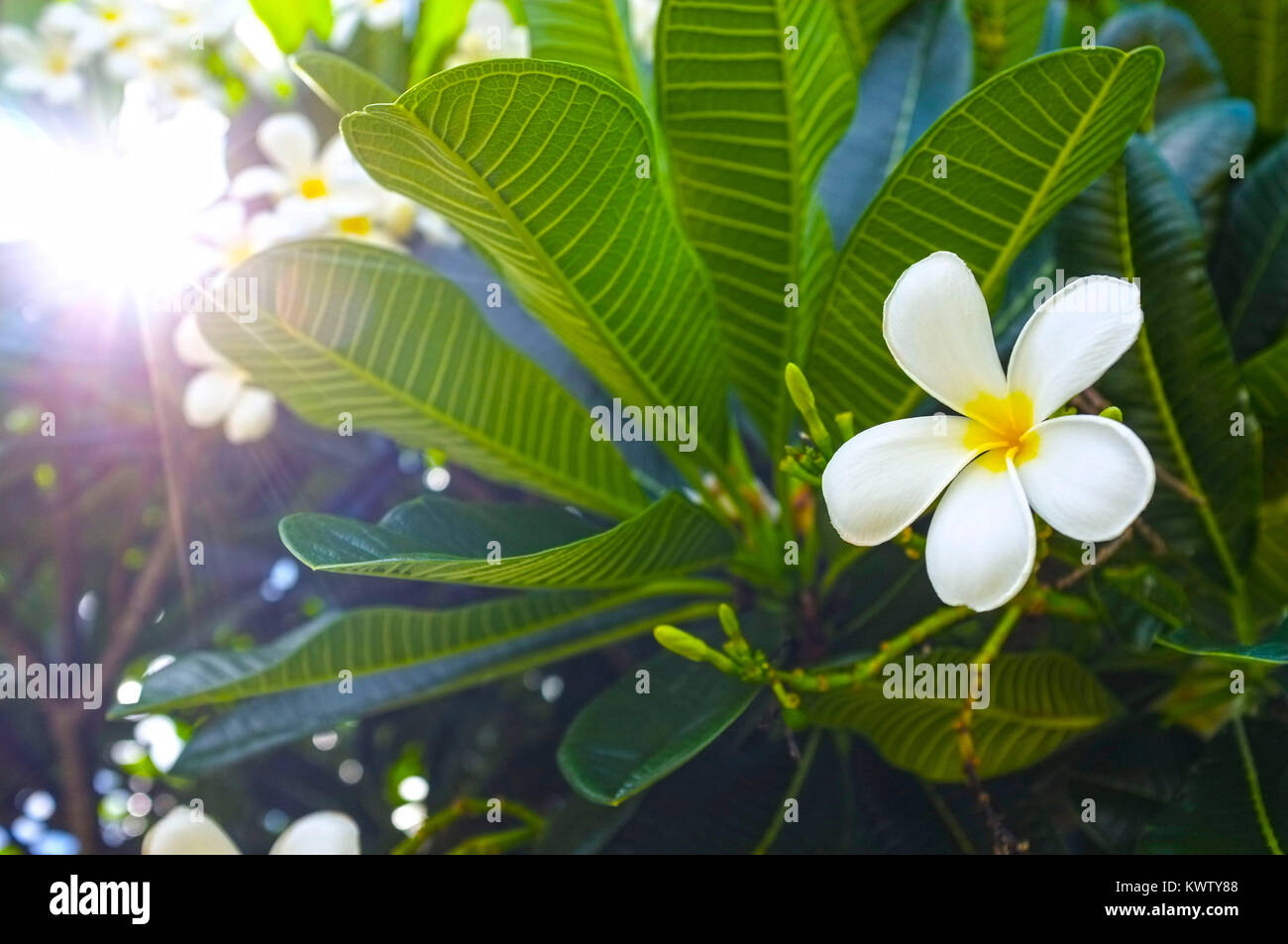 Plumeria alba flower on the tree Stock Photo Alamy