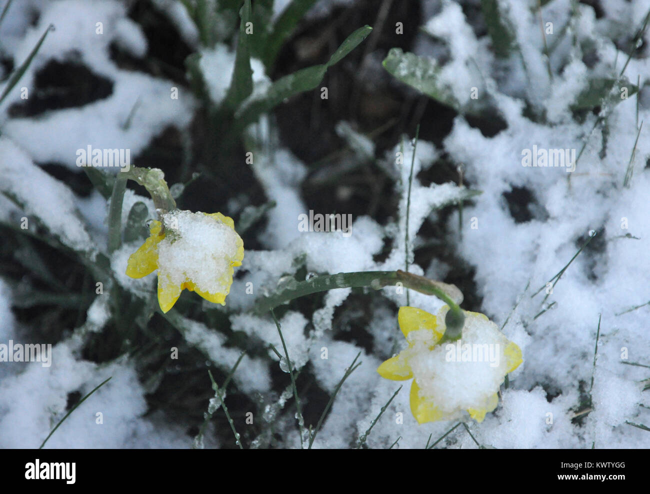 daffodils in snow Stock Photo Alamy