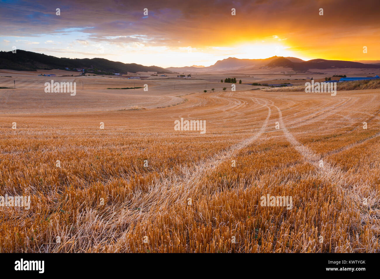 Cereal land. Stock Photo