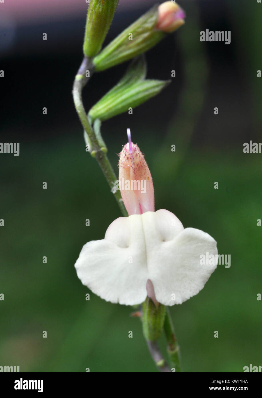 Salvia microphylla 'Trelawny' Stock Photo